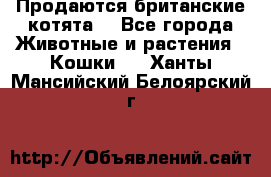 Продаются британские котята  - Все города Животные и растения » Кошки   . Ханты-Мансийский,Белоярский г.